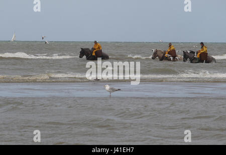 Garnelenfang auf dem Pferderücken ist immer noch in Oostduinkerke, Belgien praktiziert. Stockfoto