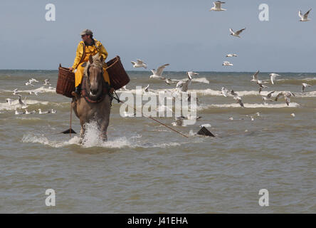 Garnelenfang auf dem Pferderücken ist immer noch in Oostduinkerke, Belgien praktiziert. Stockfoto