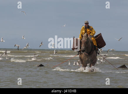 Garnelenfang auf dem Pferderücken ist immer noch in Oostduinkerke, Belgien praktiziert. Stockfoto