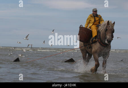 Garnelenfang auf dem Pferderücken ist immer noch in Oostduinkerke, Belgien praktiziert. Stockfoto