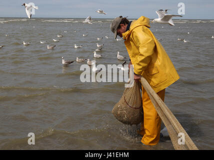 Garnelenfang auf dem Pferderücken ist immer noch in Oostduinkerke, Belgien praktiziert. Stockfoto