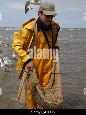 Garnelenfang auf dem Pferderücken ist immer noch in Oostduinkerke, Belgien praktiziert. Stockfoto