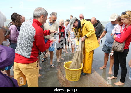 Garnelenfang auf dem Pferderücken ist immer noch in Oostduinkerke, Belgien praktiziert. Stockfoto
