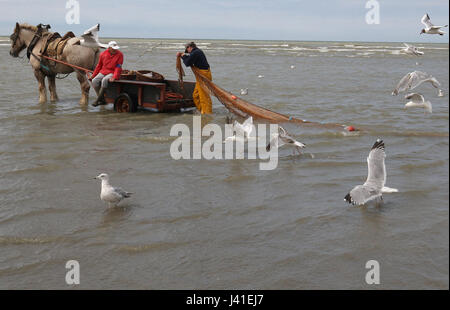 Garnelenfang auf dem Pferderücken ist immer noch in Oostduinkerke, Belgien praktiziert. Stockfoto