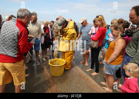 Garnelenfang auf dem Pferderücken ist immer noch in Oostduinkerke, Belgien praktiziert. Stockfoto