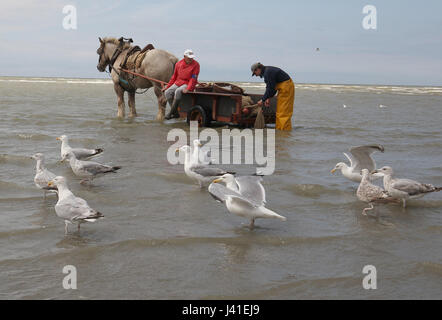 Garnelenfang auf dem Pferderücken ist immer noch in Oostduinkerke, Belgien praktiziert. Stockfoto