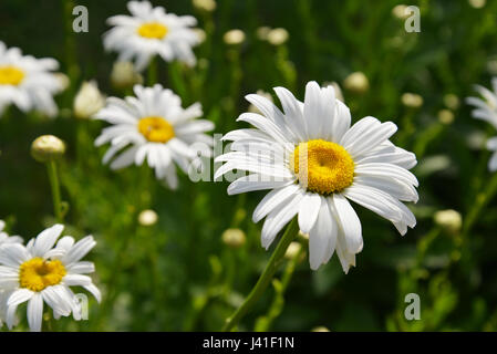 Wilde Kamille Blumen auf einer Wiese an einem sonnigen Tag. geringe Schärfentiefe Stockfoto