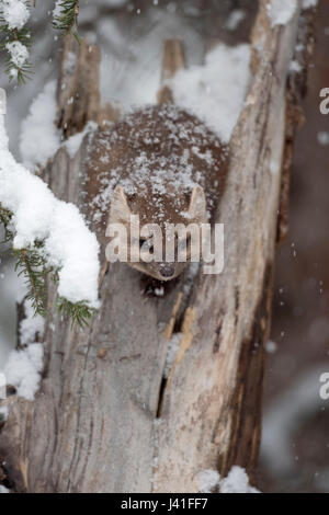 Baummarder (Martes Americana) im Winter, geheimnisvolle junge süße Erwachsene sitzen in einem alten Baumstumpf Fell mit Schnee bedeckt, spähen, lustig, USA. Stockfoto