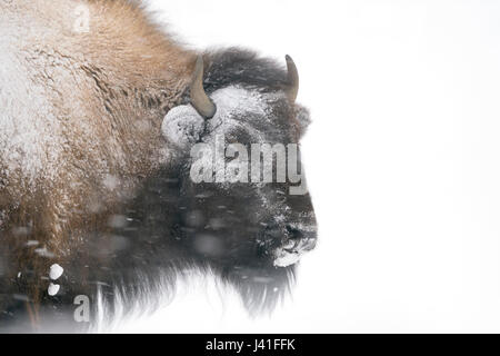 Amerikanische Bisons (Bison Bison) im Winter, Kopfschuss, bedeckt, verkrustet mit Eis und Schnee, während ein Schneesturm, starker Wind, Schneefall, Wyoming, USA. Stockfoto
