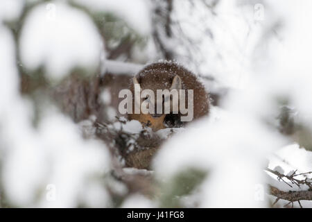 Baummarder / Baummarder / Fichtenmarder (Martes Americana) im Winter Jagd im Schnee bedeckt Nadelbaum Baum, Vorderansicht, sieht hart, gemein, USA Stockfoto