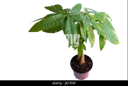 Pachira Aquatica oder Geld Baum auf weißem Hintergrund Stockfoto