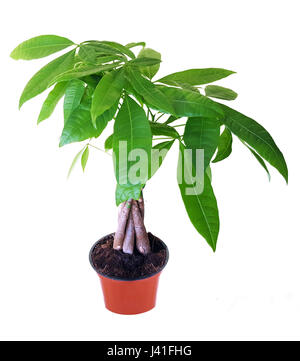 Pachira Aquatica oder Geld Baum auf weißem Hintergrund Stockfoto