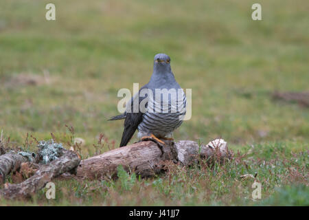 Nahaufnahme der Kuckuck (Cuculus Canorus) in Surrey, Großbritannien Stockfoto