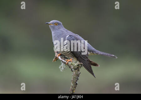 Nahaufnahme der Kuckuck (Cuculus Canorus) auf Barsch in Surrey, UK Stockfoto