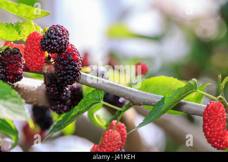 Maulbeere auf dem Zweig der Maulbeerbaum Stockfoto