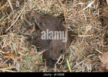 Junge Wühlmäuse, auch als kurz-tailed Feldmäuse (Microtus agrestis) in ihrem Nest Stockfoto