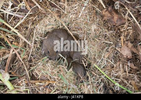 Junge Wühlmäuse, auch als kurz-tailed Feldmäuse (Microtus agrestis) in ihrem Nest Stockfoto