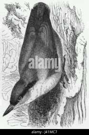 Kowalik Sitta Europaea enc Stockfoto