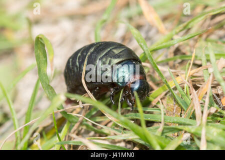 Nahaufnahme der blutigen Nase Käfer (Timarcha tenebricosa) Larve, Großbritannien Stockfoto