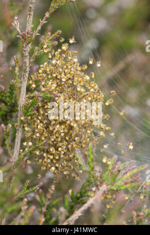 Jungspinnen die Gartenkreuzspinne (Araneus Diadematus) in Heide in Hampshire, UK Stockfoto