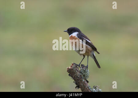 Männliche Schwarzkehlchen, auch bekannt als Europäische Schwarzkehlchen (Saxicola Rubicola) auf Barsch Stockfoto