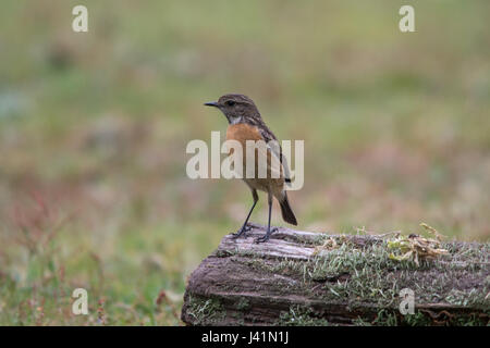 Weibliche Schwarzkehlchen, auch bekannt als Europäische Schwarzkehlchen (Saxicola Rubicola) auf Log thront. Stockfoto