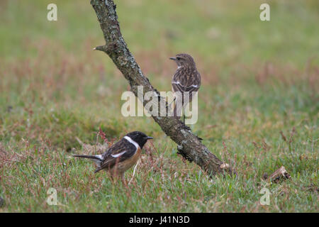 Männliche und weibliche Schwarzkehlchen, auch bekannt als Europäische Schwarzkehlchen (Saxicola Rubicola) Stockfoto