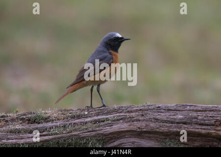 Gartenrotschwänze (Phoenicurus Phoenicurus) auf Baumstamm Stockfoto