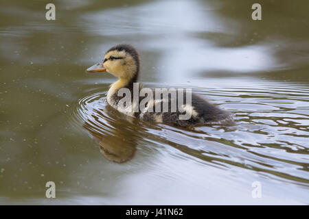 Junge Stockenten (Anas Platyrhynchos) schwimmen am See ducking Stockfoto