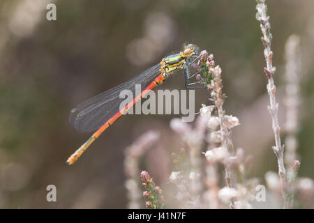 Nahaufnahme des großen roten Damselfly (Pyrrhosoma Nymphula) thront auf Heather in Surrey, Großbritannien Stockfoto