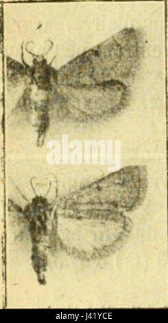 „Maradana vidualis1“ ist eine botanische Illustration, die eine Pflanzenart in der Maradana-Region erfasst. Das detailreiche Kunstwerk bietet einen detaillierten Einblick in die einzigartigen Merkmale und Strukturen des plantâ. Stockfoto