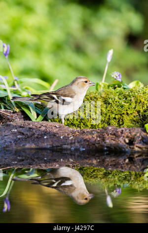 Buchfink in einem ländlichen Garten im Frühling Stockfoto