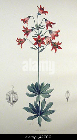 Lilium bolanderi, auch bekannt als Bolanderslilie, ist eine blühende Pflanzenart aus dem Westen der Vereinigten Staaten. Er ist bekannt für seine einzigartigen Blumen und Habitatpräferenzen. Stockfoto