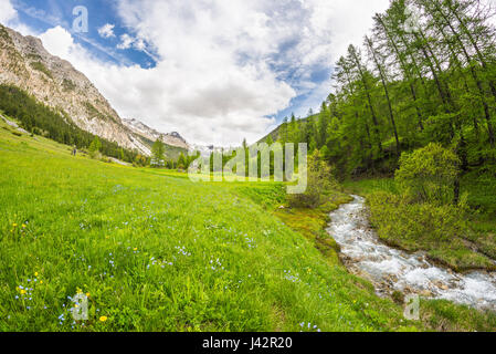 Fließt klares Wasser auf hoch gelegenen alpinen Stream in unberührten Idylle in den französischen Alpen. Ultra-Weitwinkel-Ansicht. Stockfoto