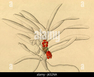 Maxillaria jenischiana, auch bekannt als Ornithidium jenischianum, ist eine Orchideenart, die in Xenia, Band 1, Platte 84, aus dem Jahr 1858 dargestellt wird. Diese Art ist bekannt für ihre charakteristische Blütenform und ihr Aussehen in der botanischen Literatur. Stockfoto