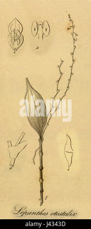Lepanthes Biloba (als L. Otostalix) Schneiden von Xenia Vol 1 pl 49 Abb. I und 1 4 (1858) Stockfoto