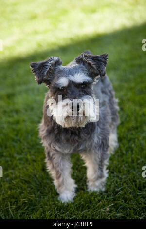Zwergschnauzer Stockfoto