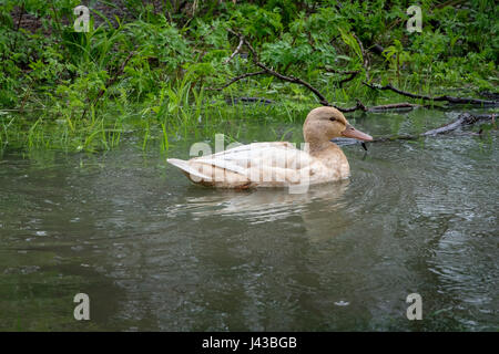 Häusliche allardhenne (Anas platyrhynchos) allein schwimmen, blonde Parkmallard, leucistic weibliche Stockente, Dabbling Ente, blonde Stockente. Stockfoto