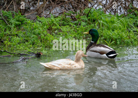 Ein paar Stockenten, drake, Hausmallard Henne (Anas platyrhynchos) zusammen schwimmen, wilde, leucistic Stockente, Dabbling Ente, blonde Stockente. Stockfoto