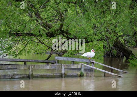 Weiße Barbarie-Ente (Cairina Moschata) thront auf einem Deck über einen überfluteten Fluss, wilde Ente, Männlich, Drake Barbarie-Ente. Stockfoto