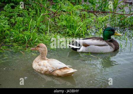 Ein paar Stockenten, drake, Hausmallard Henne (Anas platyrhynchos) zusammen schwimmen, wilde, leucistic Stockente, Dabbling Ente, blonde Stockente. Stockfoto