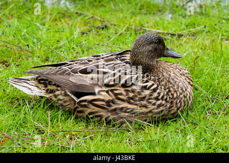 Stockente Henne (Anas Platyrhynchos) ruhen, Stockente, Dümpelfried Duck, dunkle Gefieder Stockente, Wasservögel, wilde Ente. Stockfoto