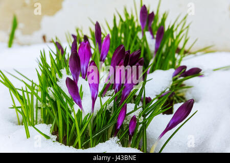 Blauen Krokus Blüte von Schnee blühende Krokusse im Schnee Stockfoto