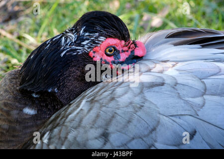 Grau, grau, blau Drake Barbarie-Ente (Cairina Moschata) Porträt, Nahaufnahme, Gesicht, wilde Ente, Männlich, schwarzen Kamm, rote Caruncling, Blick in die Kamera. Stockfoto