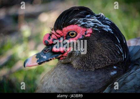 Grau, grau, blau Drake Barbarie-Ente (Cairina Moschata) Porträt, Nahaufnahme, Gesicht, wilde Ente, Männlich, schwarzen Kamm, rote Caruncling, Blick in die Kamera. Stockfoto