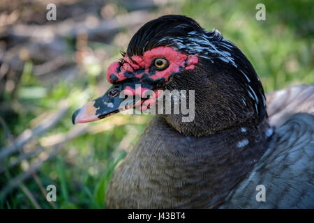 Grau, grau, blau Drake Barbarie-Ente (Cairina Moschata) Porträt, Nahaufnahme, Gesicht, wilde Ente, Männlich, schwarzen Kamm, rote Caruncling, Blick in die Kamera. Stockfoto