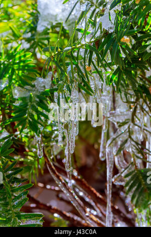 Eiszapfen Schnee auf den Ästen der Bäume. Weihnachten, Hintergrund, Baum, Wasser Stockfoto