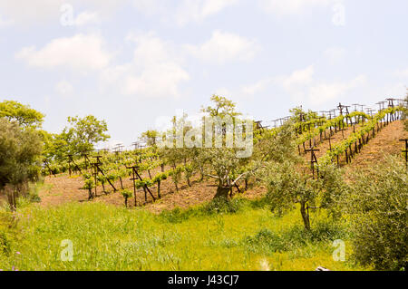 Weinbergen und Olivenhainen auf einem kleinen Hügel im Zentrum von Kreta Stockfoto