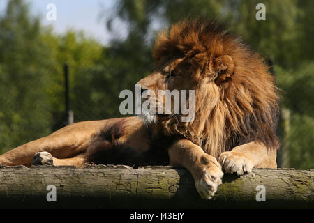 Löwen in Knowsley Safari, Prescot, Großbritannien Stockfoto