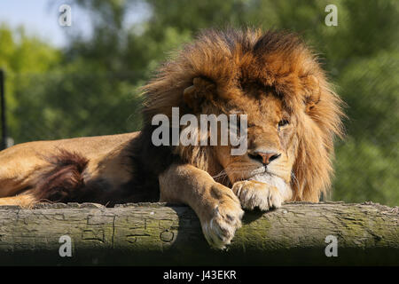 Löwen in Knowsley Safari, Prescot, Großbritannien Stockfoto